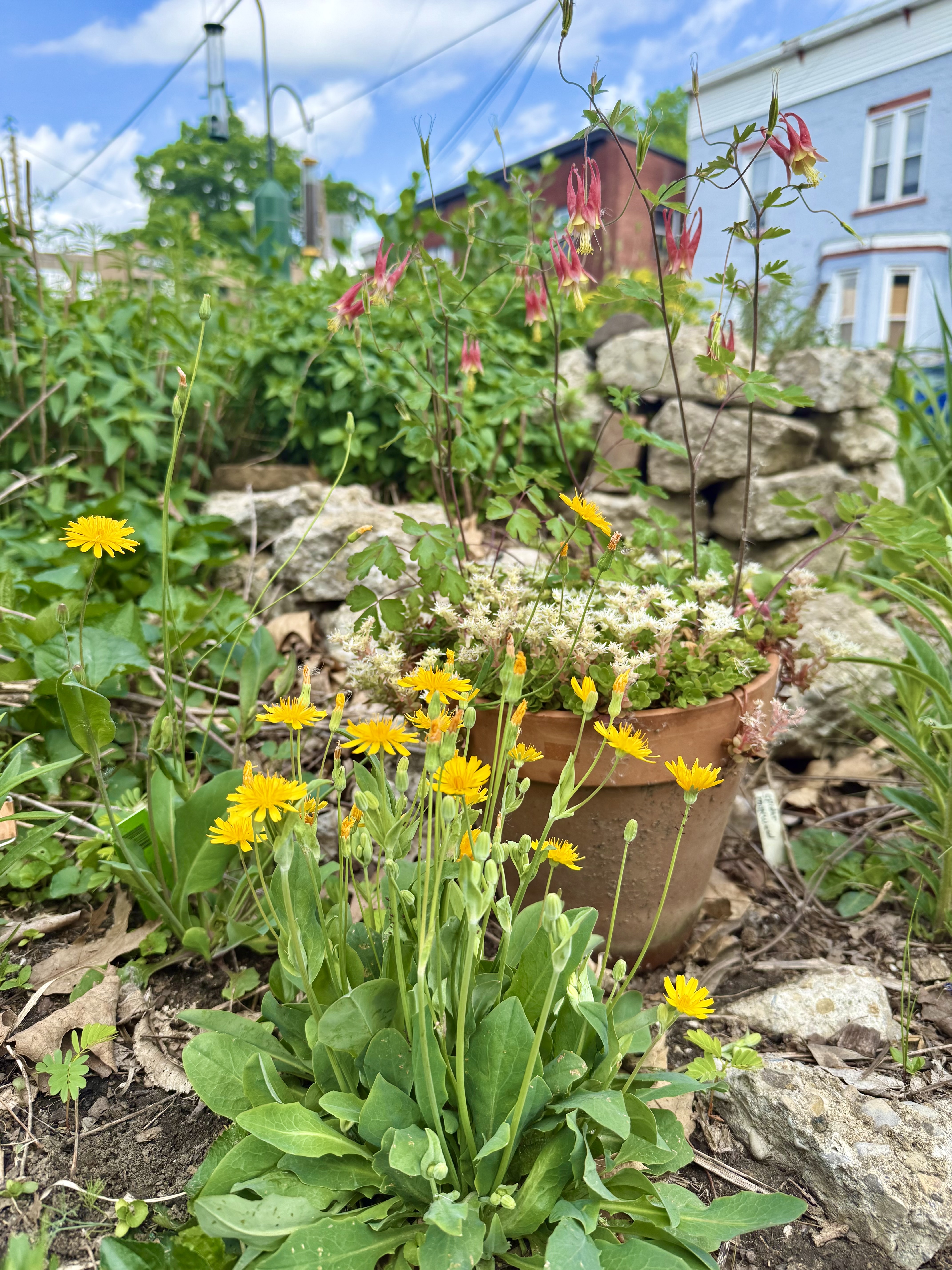 Krigia, Stonecrop, and Columbine